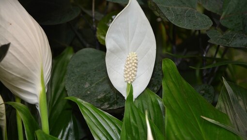 Spathiphyllum Informatie & tips - Plantengids