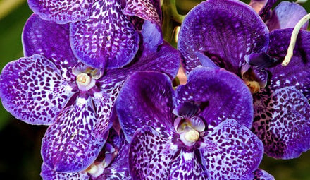 Vanda