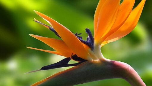 Strelitzia Informatie & tips - Plantengids