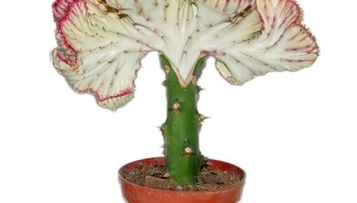 Euphorbia Informations & conseils - Guide des plantes