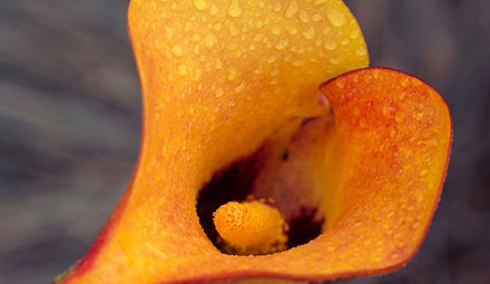 Cala Zantedeschia