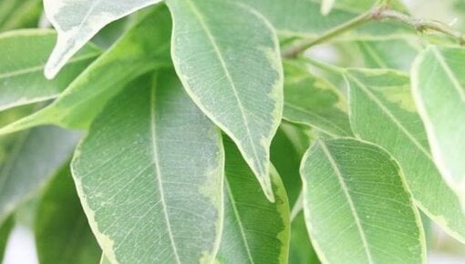 Ficus Information & tips - Plant Guide