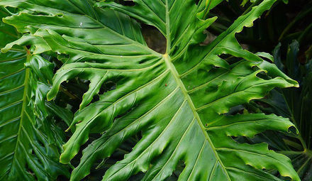 Philodendron