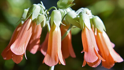 Kalanchoë Información y consejos - Guía de plantas