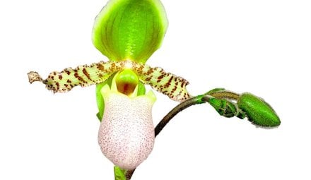 pafiopedilum