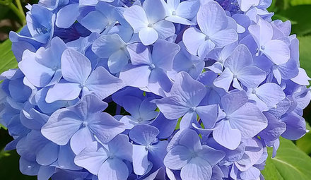 Hortensia