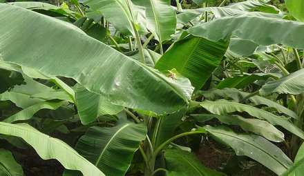 Musa