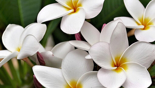 Información y consejos sobre Plumeria - Guía de plantas