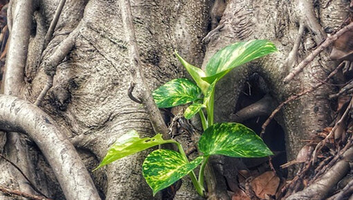 Epipremnum Informazioni e suggerimenti - Guida alle piante