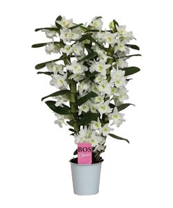 Dendrobium Nobilé Classic Apollon - 3 grene