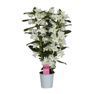 Dendrobium Nobilé Classic Apollon - 3 Zweige