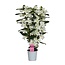 Dendrobium Nobilé Classic Apollon - 3 branches