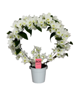 Dendrobium Nobilé - arco