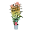 Dendrobium Dendrobium Nobilé - '' Rainbow '' 2 ramas (aerosol)