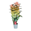 Dendrobium Nobilé, Color '' Rainbow '' 2-branch (spray)