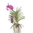 Vanda Tayanee Cerise