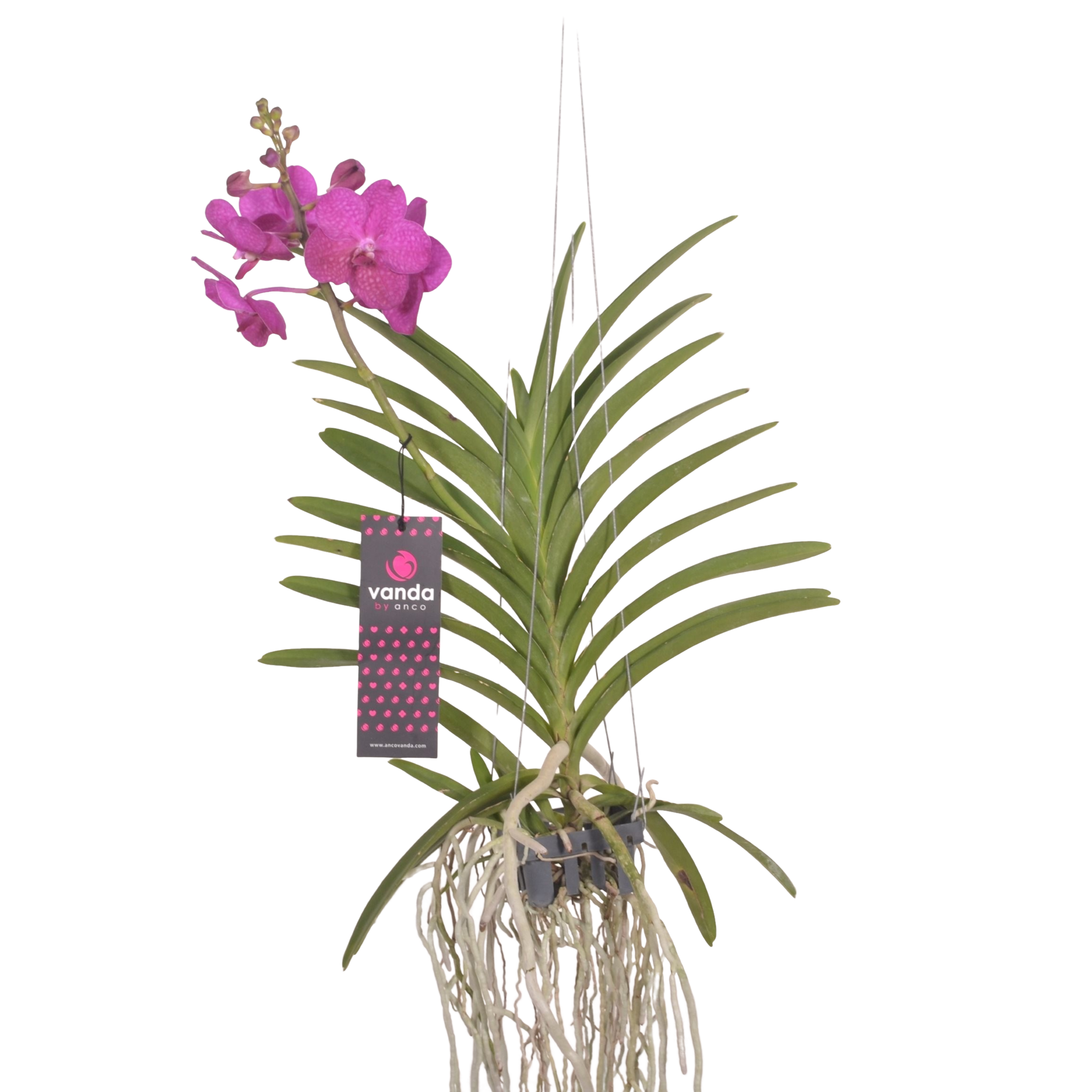 Vanda Tayanee Cerise 65 cm - FloraStore