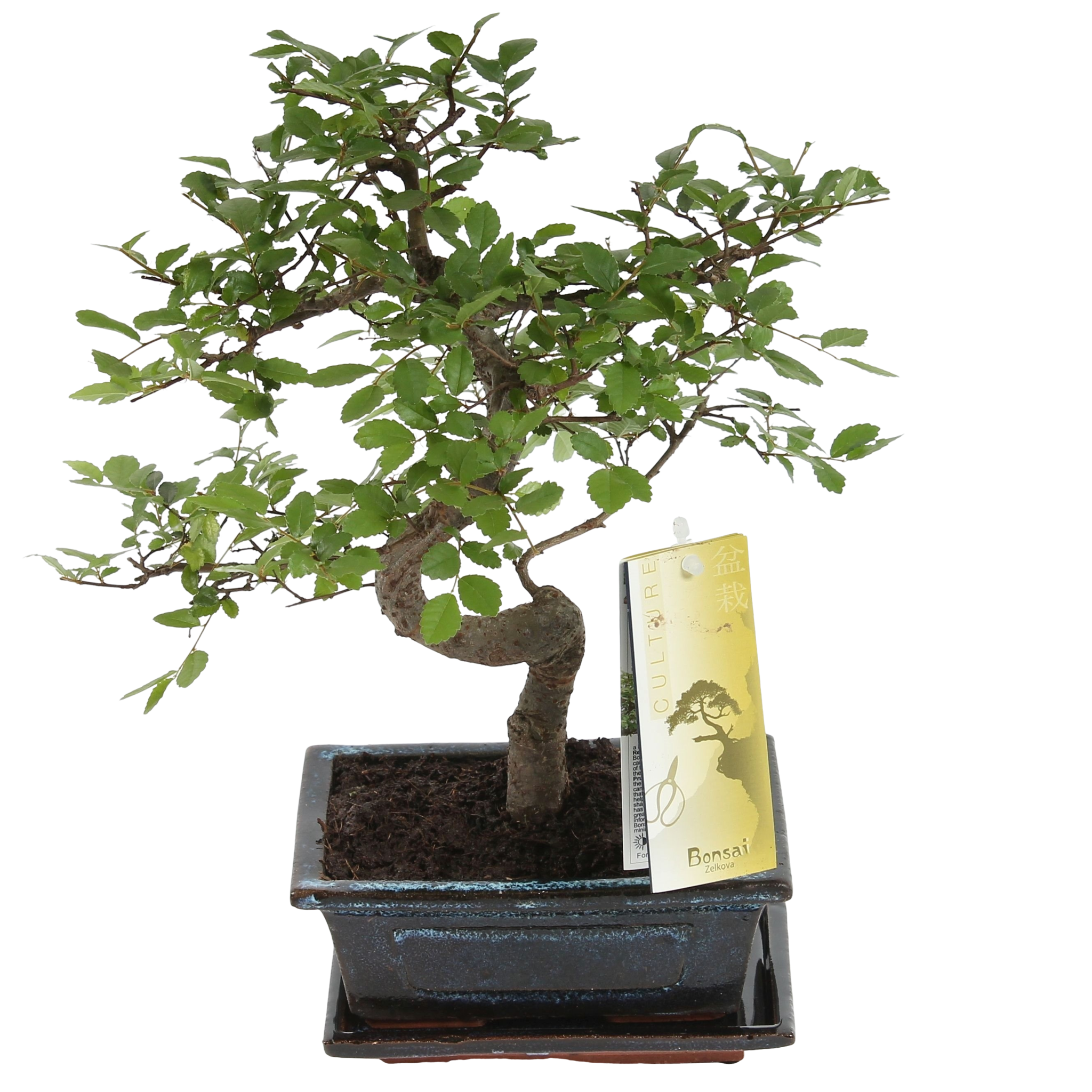 Acquistare Bonsai Zelkova 10 anni - Un bonsia resistente 