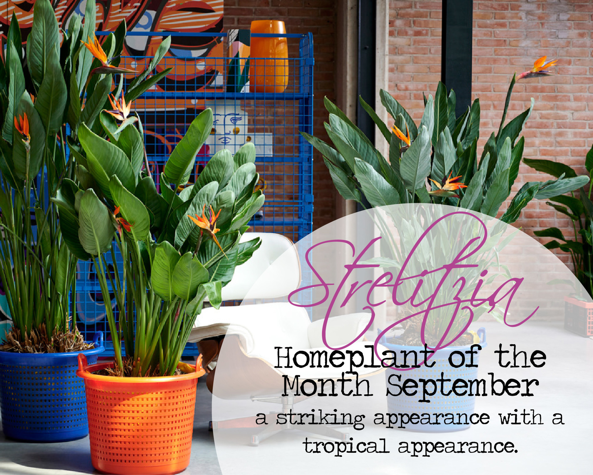 Buy best quality plants online! FloraStore