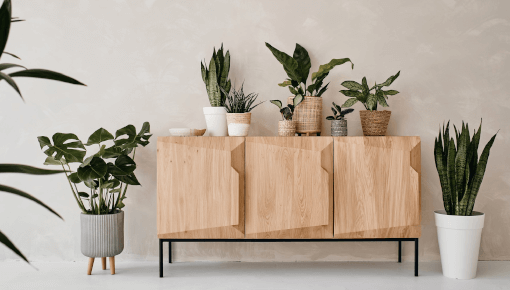 Buy top quality houseplants online