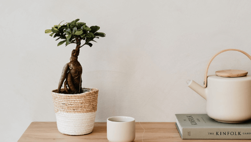 Bonsai Informatie & tips - Plantengids