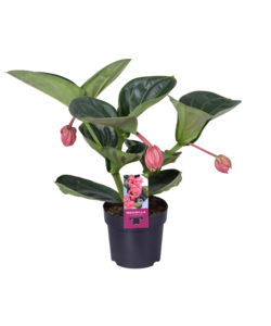 Plant in a Box - Plumeria Frangipani Hawaii - Set de 2 - Plante verte  interieur vivante fleur - Frangipanier plante exotiques - Pot 17cm -  Hauteur 55-70cm : : Jardin