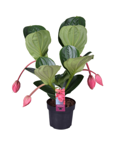 Medinilla Flamenco met 4 bloemknoppen