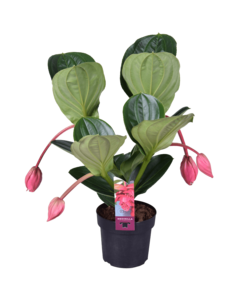 Medinilla Flamenco with 4 flower buds