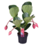 Medinilla Flamenco avec 4 bouton de fleurs