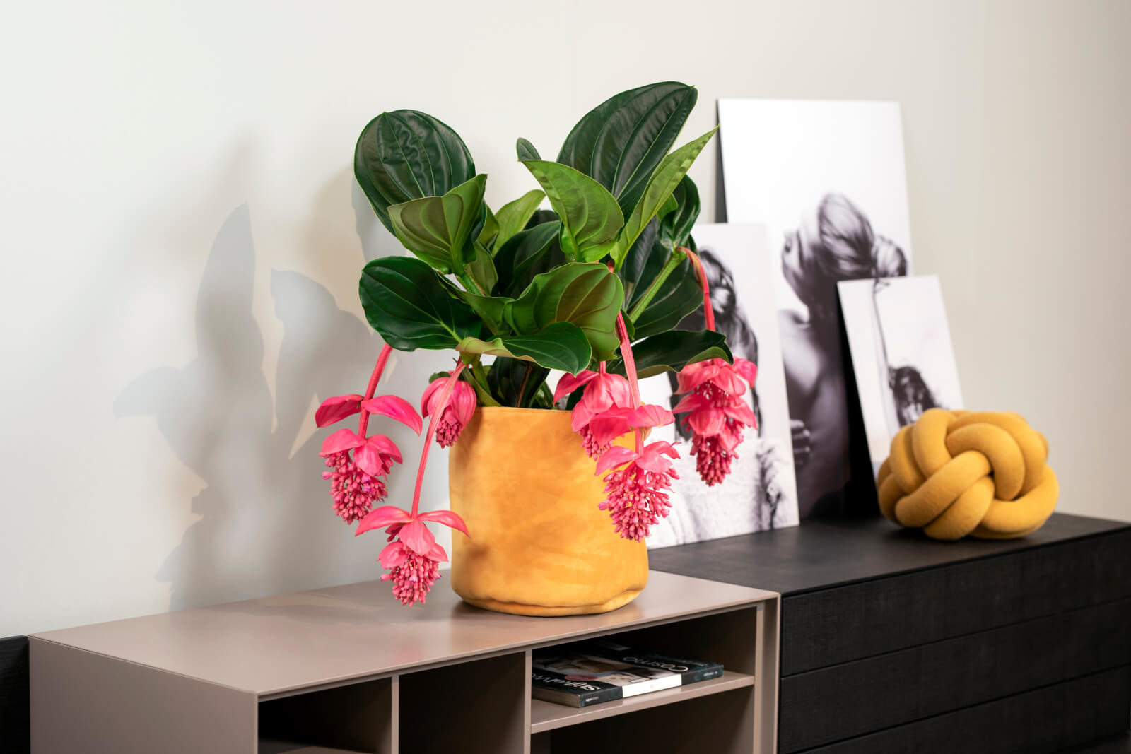 MEDINILLA MAGNIFICA VASO 17CM DA INTERNO ROSA SCURO