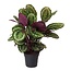 Calathea Misty Pauwenplant - Bidplant