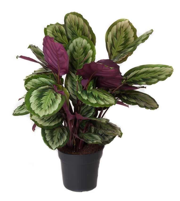 Médaillon Calathea XL - FloraStore