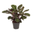 Calathea Calathea Medallion XL – Pfauenpflanze, Gebetspflanze