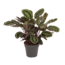 Calathea Medaillion Medallion XL - Peacock plant, prayer plant