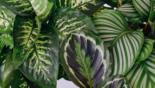 Que veulent vous dire les feuilles de votre plante d'intérieur