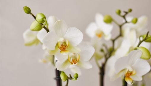 Todo lo que necesitas saber sobre la Orquídea