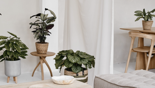 5 tips to bring your houseplants back to life