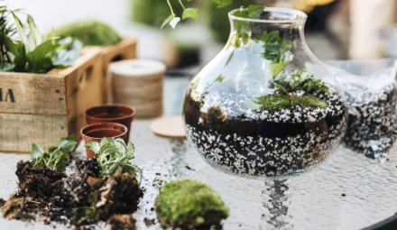 Plante terrarium