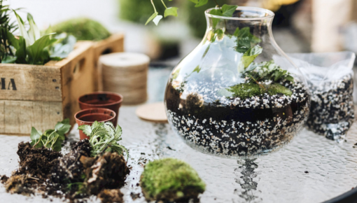 This is how you make your own plant terrarium