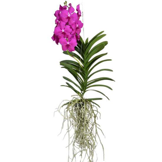 Vanda big pink Vanda, le joyau parmi les orchidées! - FloraStore
