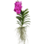 Vanda Big Pink - XXL