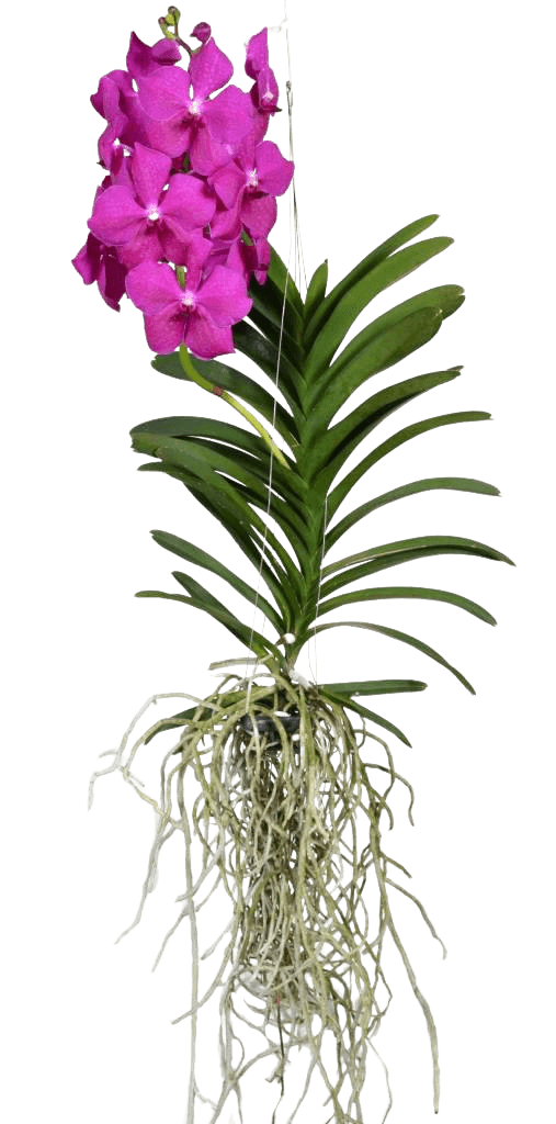 Vanda big pink Vanda, le joyau parmi les orchidées! - FloraStore