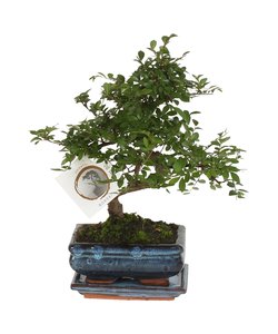 Bonsai tree with Easy-care watering system - x2 - Zen stones - Height  25-35cm