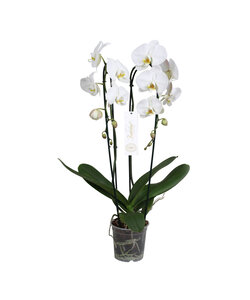 Phalaenopsis Tsarine - Nr15 Hvid 2-grenet kaskade