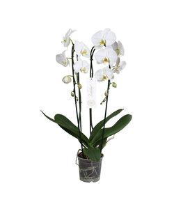 Phalaenopsis Tsarine - Nr15 Witte 2-takkencascade