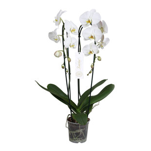 Phalaenopsis Tsarine – Nr15 Weiße Kaskade mit 2 Zweigen