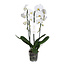 Phalaenopsis Phalaenopsis Tsarine - Nr15 Hvid 2-grenet kaskade