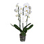 Phalaenopsis Phalaenopsis Tsarine - Nr15 White 2-Branch Cascade