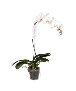 Phalaenopsis Tsarine - Tsarine Nr15 Blanc 1 Branche