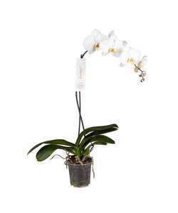 Phalaenopsis Tsarine - Tsarine Nr15 Blanco 1 Rama